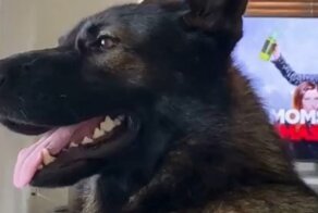 Когда в доме живет бывший полицейский пёс