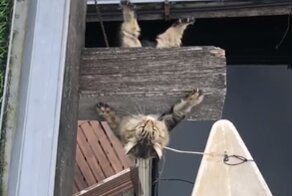 Так вот зачем котам нужны когти
