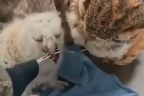 Застенчивый совенок учится есть