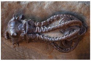 Удивительные окаменелости, в существование которых сложно поверить