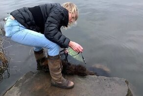 Пожилую овчарку привязали к камню и бросили в реке на верную смерть