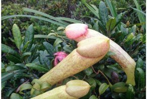 В Ираке появился на свет уникальный малыш: нет, не индиго - на этот раз многочлен