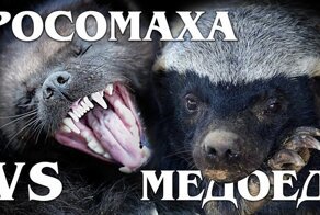 Медоед vs росомаха: «Король и королева» из мира животных 