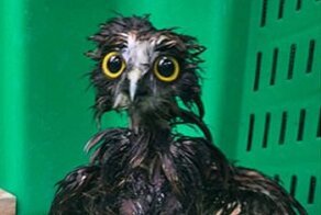 Мокрая сова стала звездой интернета