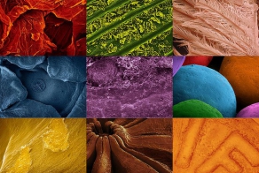 Фуд-фотография через микроскоп (19 фото)