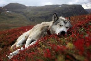 Позитивные животные (11 Фото)