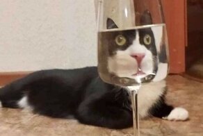 20+ смешных фото животных, которые надолго зарядят позитивом