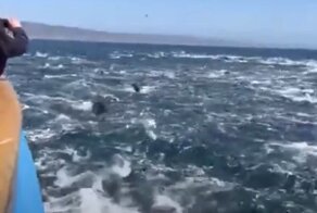 Они сошли с ума: дельфины сбились в невиданную ранее по размеру стаю и во всю прыть кинулись наперегонки