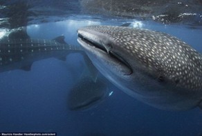 Заплыв с акулами (4 фото)