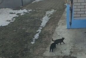 Кошачий спецназ возвращается домой после задания