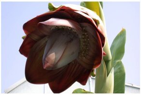 Поразительная трава: бананы, какими вы&nbsp;их&nbsp;еще&nbsp;не&nbsp;видели