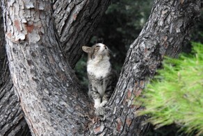 Весна. Любовь. Коты и пёсики
