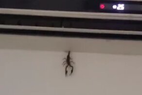 Не страшно увидеть скорпиона, страшно потерять его из виду