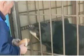 Медведь чуть не откусил деду руку
