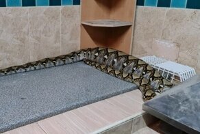 Огромный питон пробрался в дом и съел домашнего кота