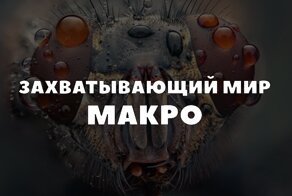 Макросъемка: невероятные фотографии живых существ