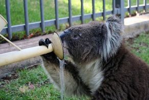 Бедную коалу измучила летняя жара (17 фото)