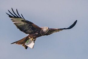 Коршун с сжатым в когтях стаканчиком из McDonald’s