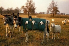 15 гениальных решений повседневных проблем