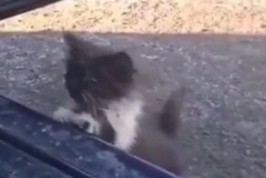 Котенок нашел своего человека