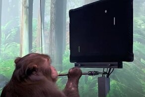 Компания Маска показала, как обезьяна играет в видеоигры "силой мысли"