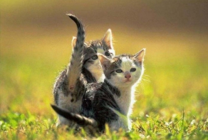 Симпатичные и милые маленькие котята (31 Фото)