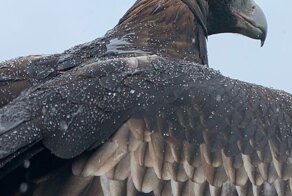 Орел с манерами джентльмена