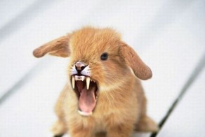 Животные, наводящие ужас (51 фото)