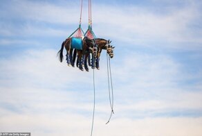 Полетели: как ВВС тренируются перевозить лошадей 