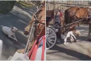 Питбуль набросился на лошадь в парке и получил отпор
