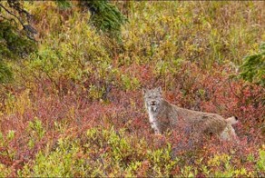 Рысь охотится на утку (9 фото)