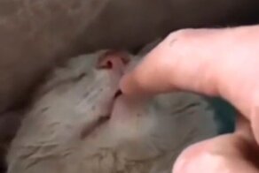 Кот пришел с ночной смены