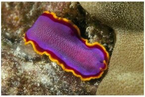 20 червей, которые поразят вас своей красотой