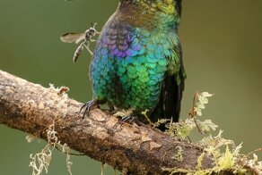 30 фото-финалистов конкурса The Bird Photographer Of The Year