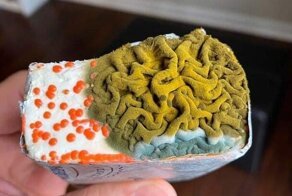 Опасная, но завораживающая красота плесени