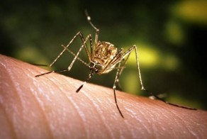 Вот-так факты. Часть 62