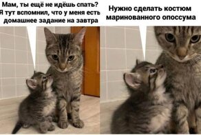 Смешные мемы с котами, которые поднимут вам настроение