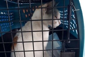 В Панаме "задержали" кота, который пытался пронести наркотики в тюрьму