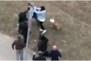 В Москве бойцовский пёс напал на женщину с маленькой собакой