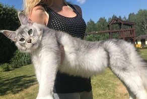 20+ котов-гигантов, которые доказали, что хорошего кота много не бывает