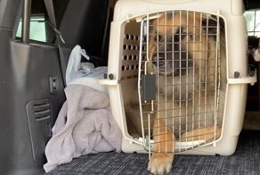 Немецкая овчарка рассмешила хозяйку, когда залезла в переноску для щенка