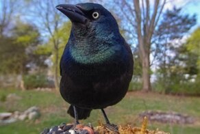 Девушка установила камеру на кормушку, чтобы сделать уникальные фотографии птиц