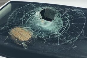 Во Флориде черепаха в полёте пробила стекло и чуть не покалечила пенсионерку