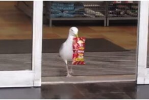 Чайка, которая берет от жизни всё