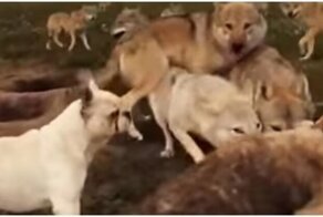 С волками жить, по-волчьи выть