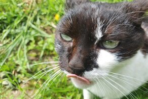 Колоритные и красивые котики