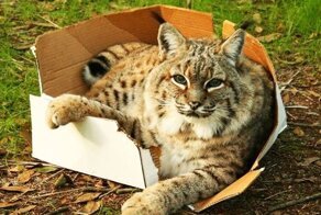 Дикие животные, которые ведут себя как домашние питомцы