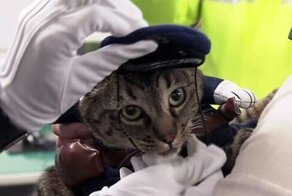 В Японии кошка спасла жизнь человеку и на один день стала начальником полиции