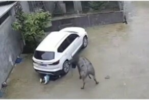 Нападение быка на китайского школьника