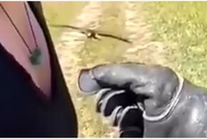 Настоящий пернатый ас